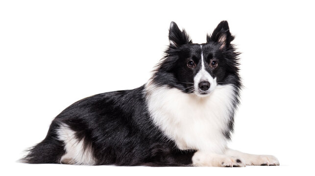 Lying down Shelty Dog, cut out