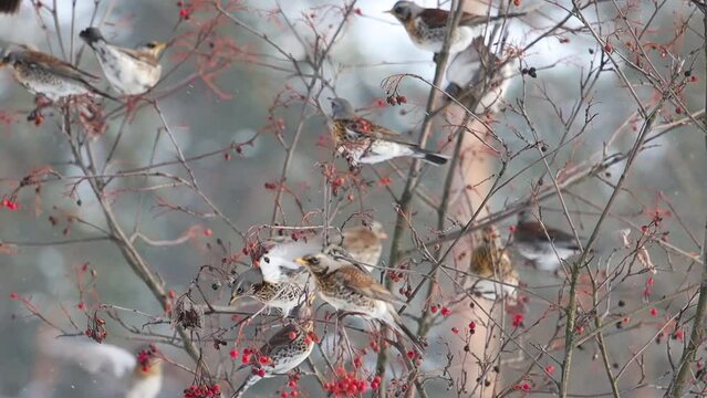 birds eat berries in winter, fieldfare, slow motion