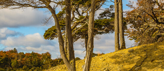 Lenga tree, torito bay, tierra del fuego, argentina
