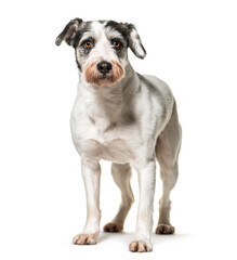 Mixed-breed dog standing, cut out