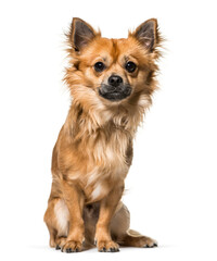 Chihuahua sitting in front, Dog, pet, cut out