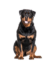 Obraz premium Sitting and panting Rottweiler Dog, cut out