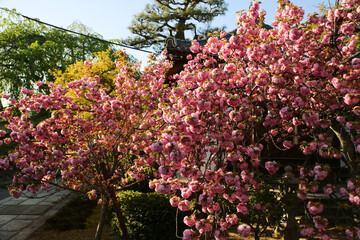 本満寺境内の関山桜