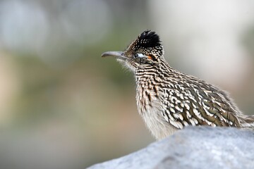 Closeup shot of Greater Roadrunner perched atop a rocky outcrop