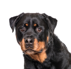 Obraz premium Close-up of a Rottweiler Dog, cut out
