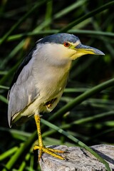 Black-crowned night heron perched atop a rocky outcropping in a sunny outdoor environment