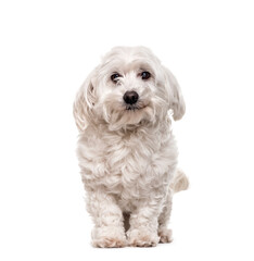 Maltese dog standing, cut out
