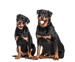 Two Rottweiler Dogs Sitting together and panting , cut out