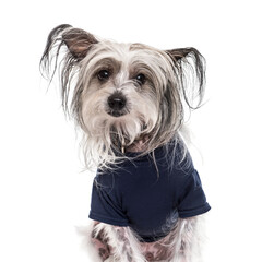 Close-up of a Chinese Crested Dog wearing a blue dog coat, cut out