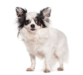 Mixed-breed dog standing, cut out