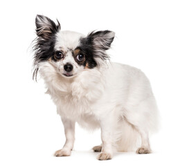 Mixed-breed dog standing, cut out