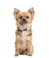 Portrait of a Chihuahua dog sitting in front of a white background