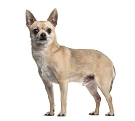 Mixed-breed dog standing, cut out
