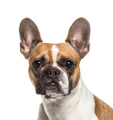 Fototapeta premium Close-up of up French bulldog dog, cut out