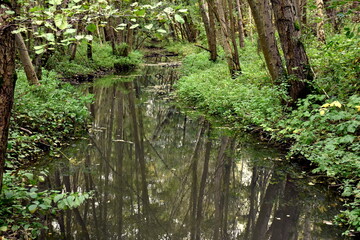 Naturschutzgebiet Borkener See in Hessen