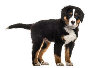 Standing Bernese Mountain Dog, pet, cut out