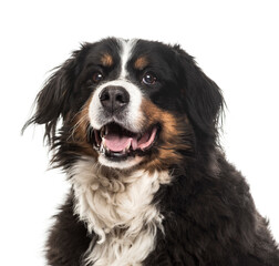 Close-up of a Bernese Mountain Dog panting, cut out