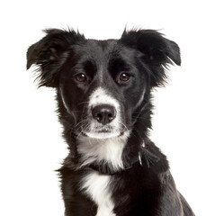 Close-up of a Border Collie Dog, cut out