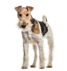 Fox terrier dog standing, cut out