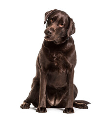 Labrador retriever dog sitting, cut out