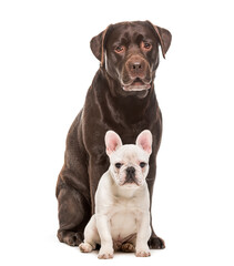 two Dogs Sitting Labrador Retriever and French Bulldog, cut out