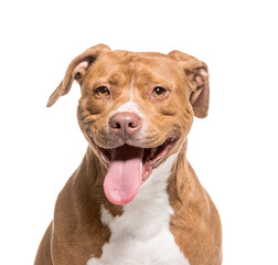 Close-up of a American Staffordshire Terrier dog panting, cut out