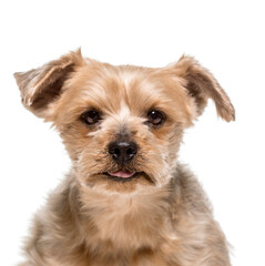 Close-up of a Yorkshire Terrier Dog, isolated on white