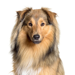 Close-up of a Cute Sheltie Dog, cut out