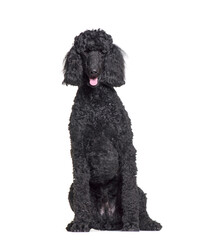 Sitting and panting Poodle in front of a white background