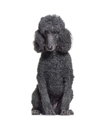 Sitting Poodle in front of a white background