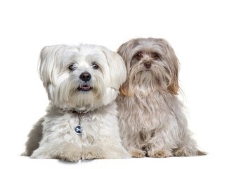 Two Malteses sitting in front of a white background, Dog, cut out