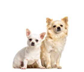 Obraz premium Two chihuahua dogs sitting, cut out