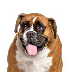 Fototapeta premium Close-up of boxer dog panting, cut out