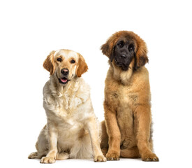 Leonberger and Labrador Retriever dogs sitting, cut out