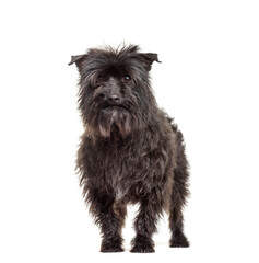 Mixed-breed dog standing, cut out