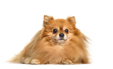 Obraz premium Pomeranian dog lying, cut out