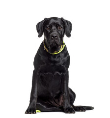 Mixed-breed dog sitting, cut out