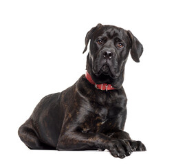 Mixed-breed dog lying, cut out
