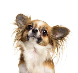 Close-up of chihuahua dog, cut out