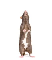 Rat standing, cut out