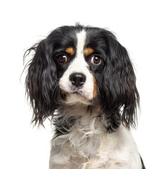 Close-up of a Cavalier King Charles dog, cut out