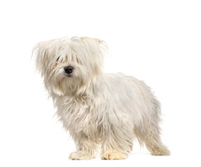 Mixed-breed dog standing, cut out