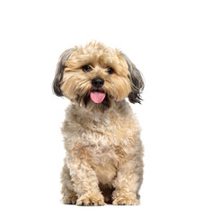 Mixed-breed dogs sitting and panting, cut out