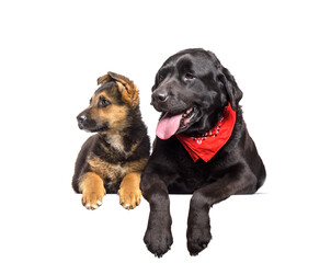 Fototapeta premium Labrador Retriever and German Shepherd dogs lying, panting, cut out