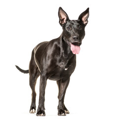 Mixed-breed dog standing and panting, cut out