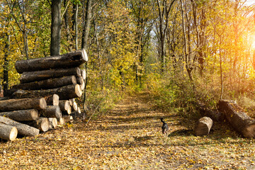 Large logs are stacked in a clearing in the autumn forest. Concept of forest theft or illegal...
