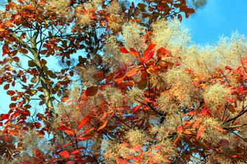 Fototapeta na wymiar Cotinus coggygria, rhus cotinus, smoketree, smoke tree, smoke bush, or dyer's sumach is a species of flowering plant. Natural green and pink flower background