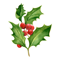 Holly Branch Watercolor Illustration, isolated