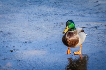 Majestic duck walking on a frozen lake with blue sky reflection