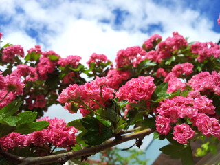 pink flowers and sky